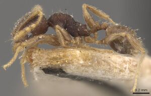 Pheidole mus casent0907978 p 1 high.jpg