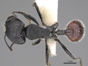 Pogonomyrmex meridionalis casent0914368 d 1 high.jpg