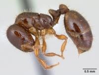 Solenopsis wasmannii casent0178149 profile 1.jpg