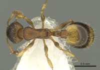 Temnothorax laconicus casent0906682 d 1 high.jpg