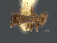 Xenomyrmex-panamanus-MCZ0001D.jpg