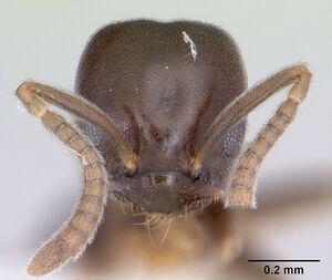 Bothriomyrmex paradoxus jtlc000003512 head 1.jpg