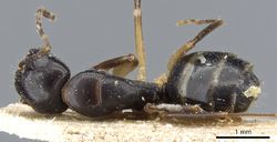 Camponotus bertolonii casent0905450 d 1 high.jpg