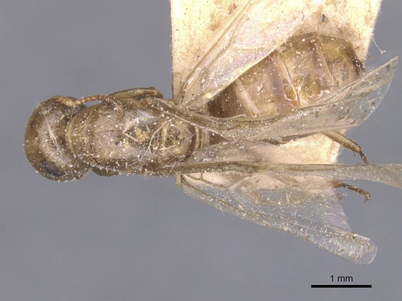 File:Camponotus brachycephalus casent0911623 d 1 high.jpg
