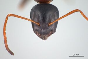 Camponotus kurdistanicus antweb1008056 h 2 high.jpg