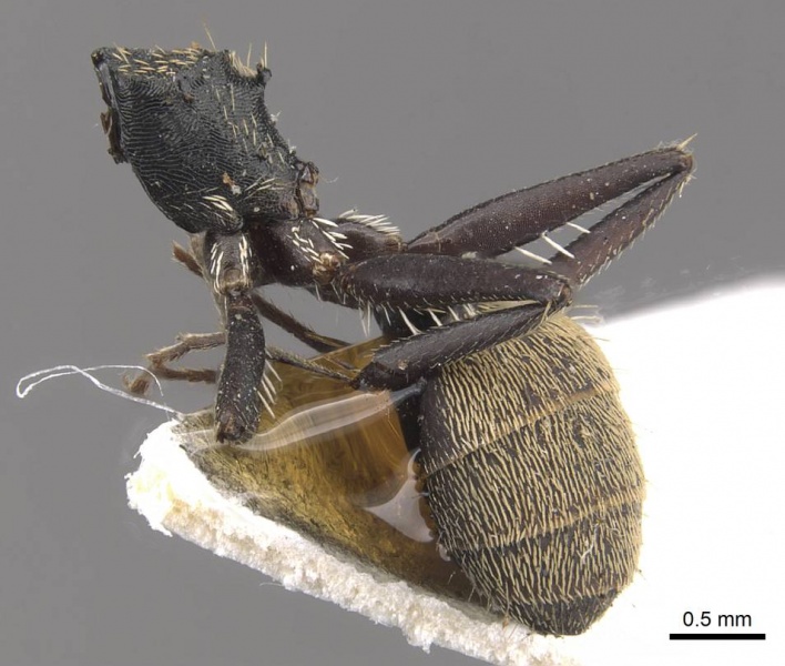 File:Camponotus saussurei casent0910747 p 1 high.jpg