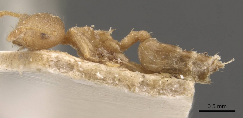 File:Crematogaster egidyi casent0908576 p 1 high.jpg