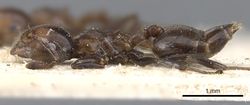 Crematogaster rufigena casent0902095 p 1 high.jpg