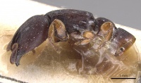 Cylindromyrmex longiceps casent0915330 p 1 high.jpg