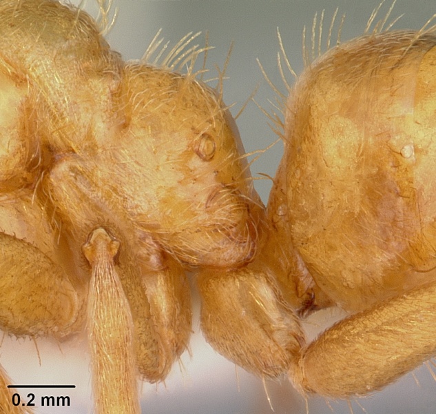 File:Lasius claviger casent0103542 profile 3.jpg