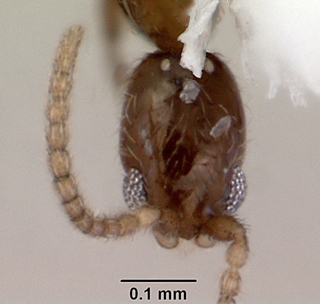 File:Leptanilla swani casent0172318 head 1.jpg