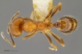 MCZ-ENT00520272 Solenopsis sp1 had.jpg