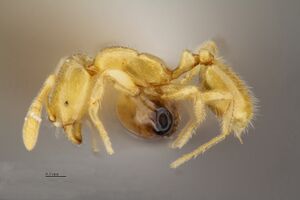 Monomorium cryptobium cf hal.jpg