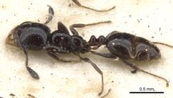 Monomorium xanthognathum casent0902187 p 1 high.jpg