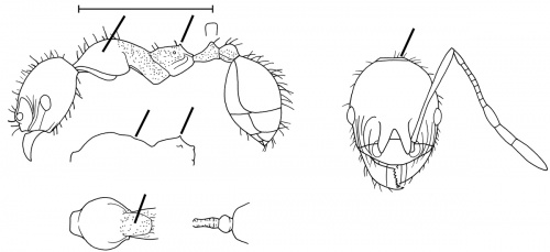 Pheidole bruchi Wilson 2003.jpg