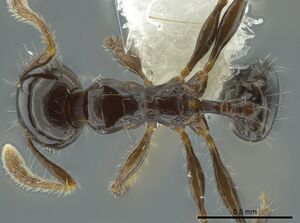 Pheidole cramptoni inb0003613114 d 1 high.jpg