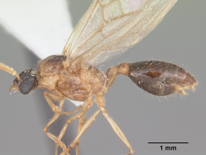 File:Pheidole obscurithorax casent0104418 profile 1.jpg