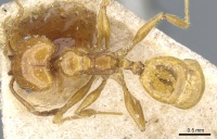 Pheidole rochai casent0904392 d 1 high.jpg