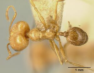 Pheidole susannae jtlc000015334 dorsal 1.jpg