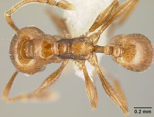 Pheidole synanthropica casent0609038 d 1 high.jpg