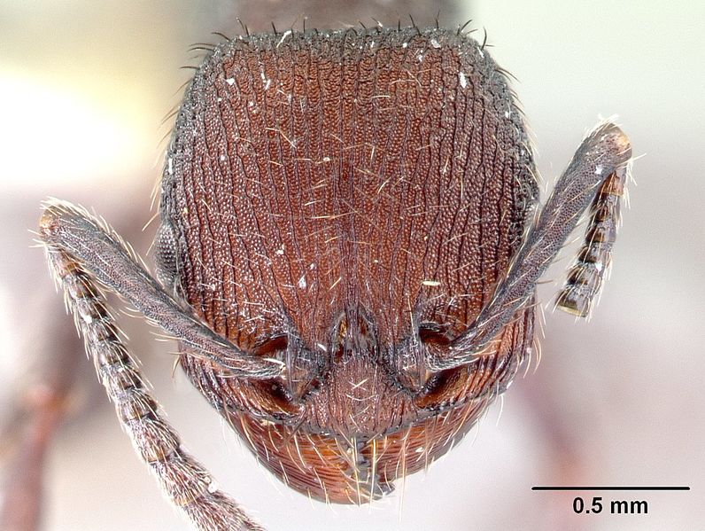 File:Pogonomyrmex aterrimus casent0217241 h 1 high.jpg