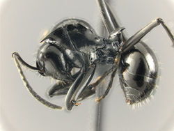 Polyrhachis-aculeata-HUMCZ001L.jpg