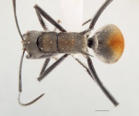 Polyrhachis burwelli top.jpg