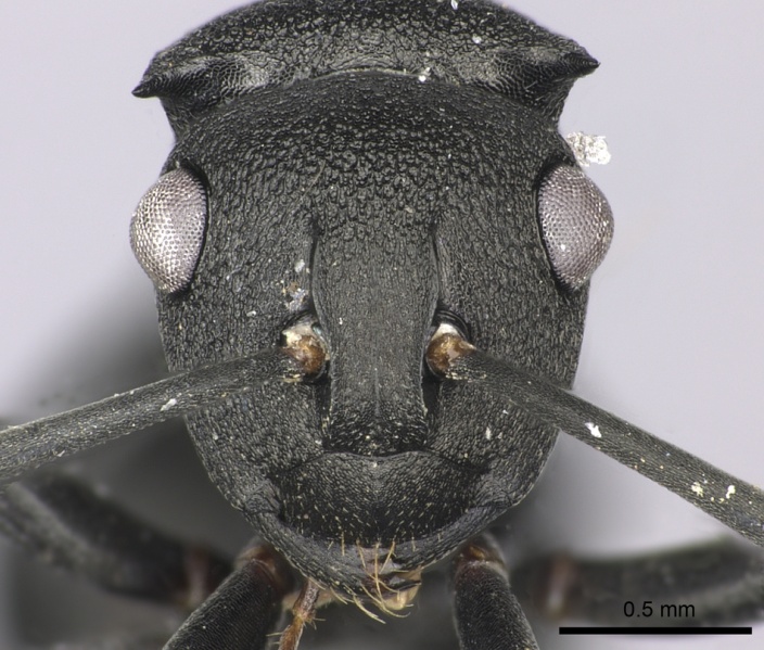 File:Polyrhachis cubaensis casent0235679 h 1 high.jpg