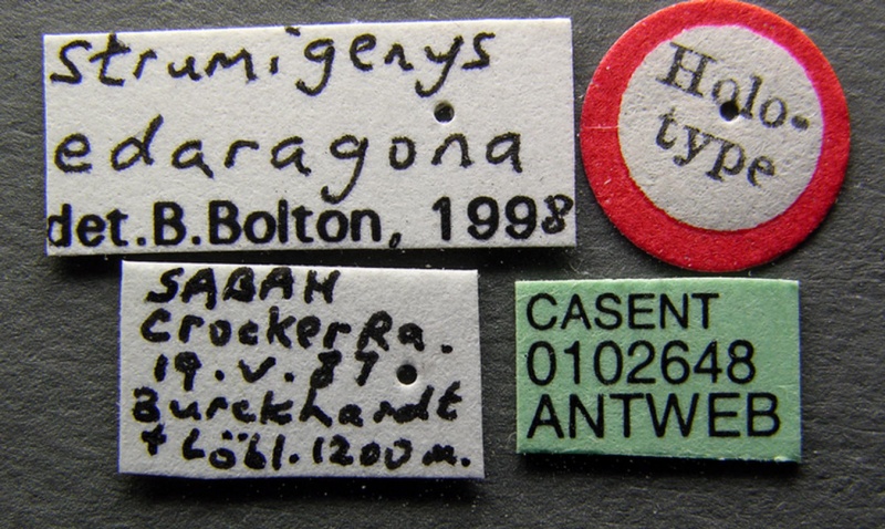 File:Strumigenys edaragona casent0102648 label 1.jpg