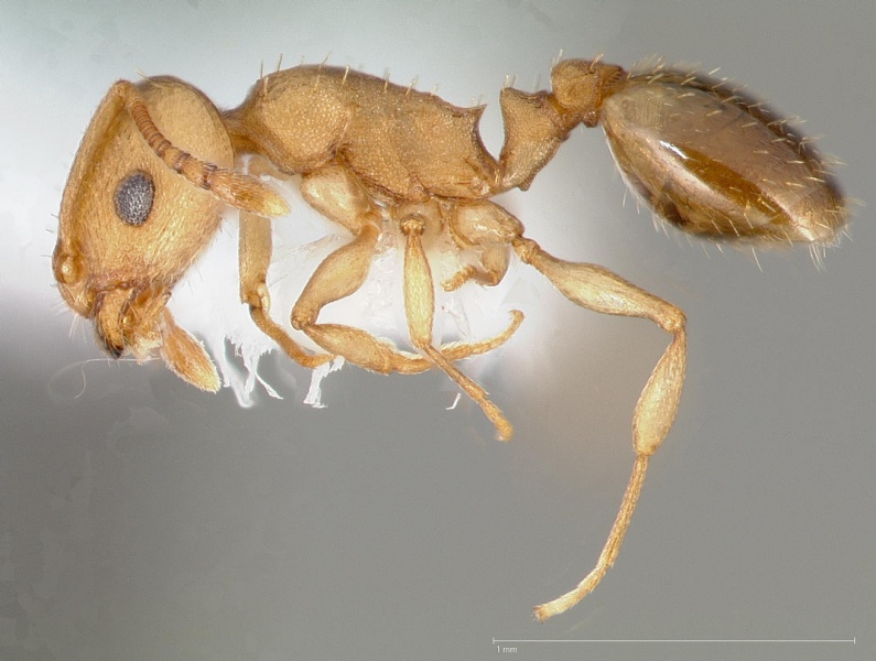 File:Temnothorax chandleri casent0005688 profile 1.jpg