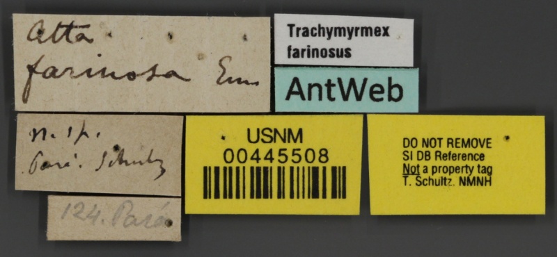 File:Trachymyrmex farinosus usnment00445508 l 1 high.jpg