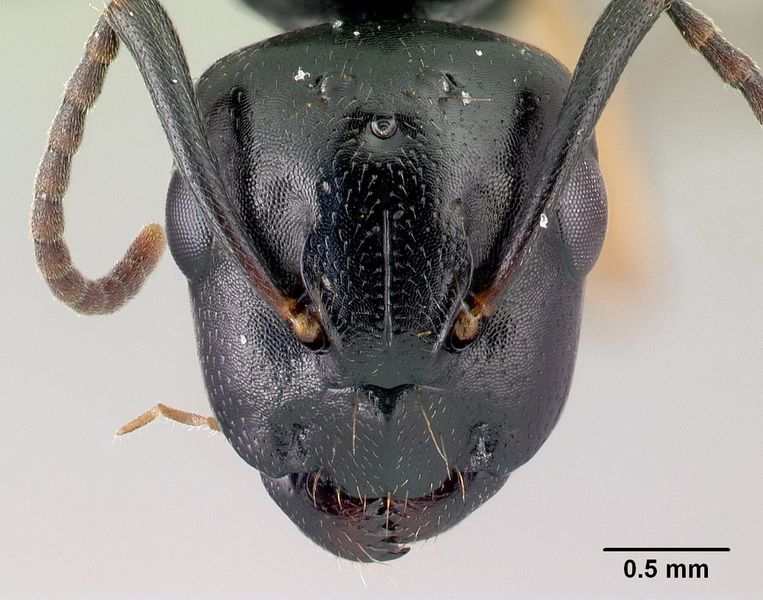 File:Camponotus alamaina casent0491902 h 1 high.jpg