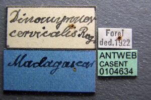 Camponotus cervicalis casent0104634 label 1.jpg
