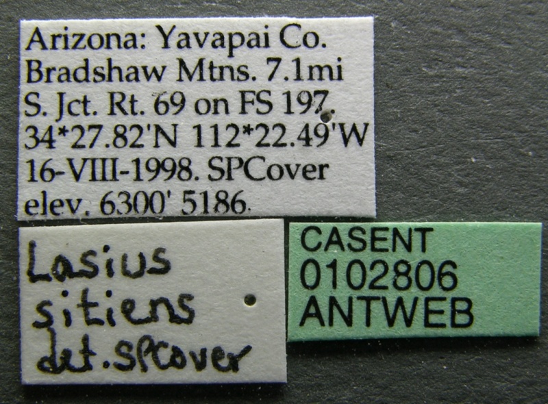 File:Lasius sitiens casent0102806 label 1.jpg