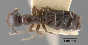 MCZ-ENT00029029 Camponotus papago had.jpg