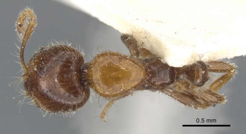 File:Monomorium iyenasu casent0902255 d 1 high.jpg