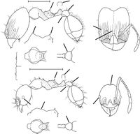 Pheidole grandinodus Wilson 2003.jpg