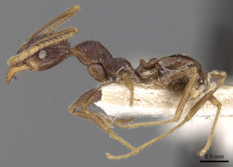 File:Pheidole phipsoni casent0281681 p 1 high.jpg