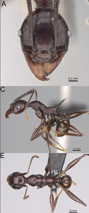 Pheidole praegrandis F25ace.jpg