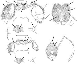 Pheidole tigris Wilson 2003.jpg