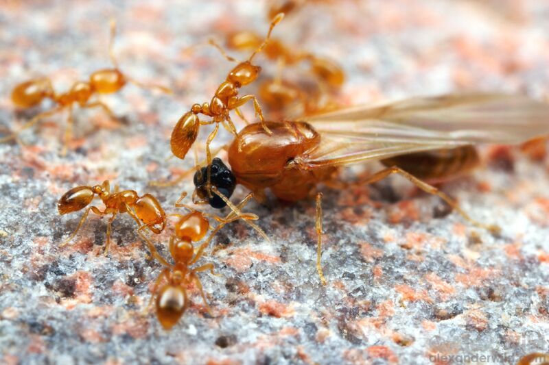 File:Solenopsis sp. workers, male, Arizona, USA, Alex Wild.JPG