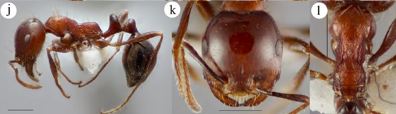 File:Sparks et al. 2015 Fig 6 j-l Monomorium mitchell.jpg