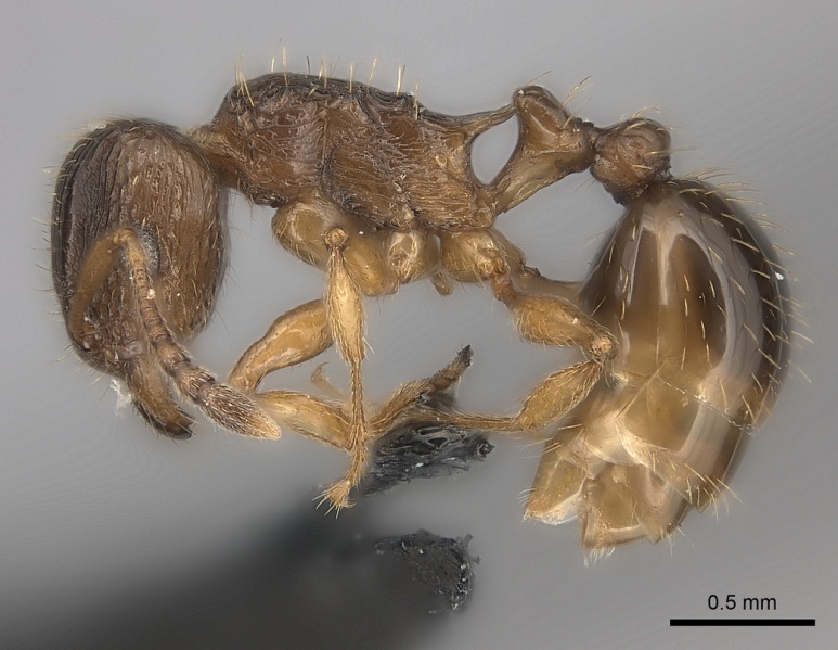 File:Tetramorium squaminode casent0100789 p 1 high.jpg