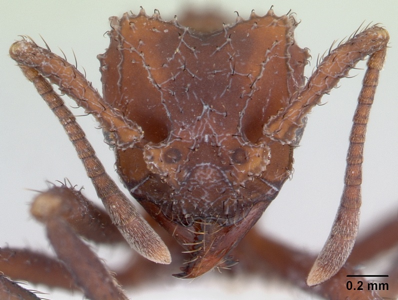 File:Trachymyrmex holmgreni casent0178106 head 1.jpg