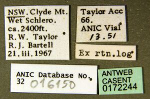 Amblyopone australis casent0172244 label 1.jpg
