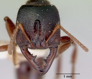 Amblyopone australis casent0172266 head 1.jpg