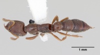 Amblyopone chilensis casent0172814 dorsal 1.jpg