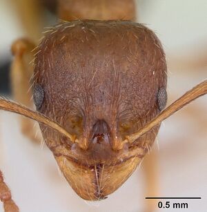 Aphaenogaster subterranea casent0173578 head 1.jpg