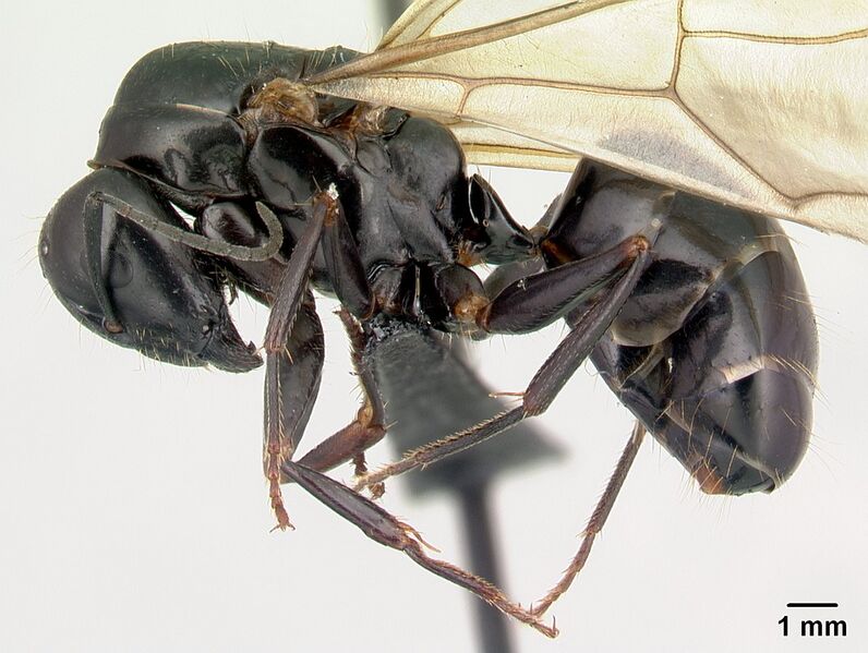 File:Camponotus liandia queen casent0053950 p.jpg