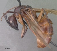 Camponotus perroti aeschylus casent0101561 profile 1.jpg